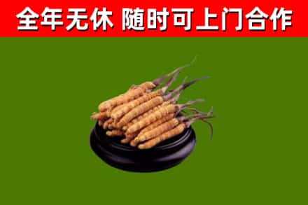 源汇烟酒回收冬虫夏草.jpg